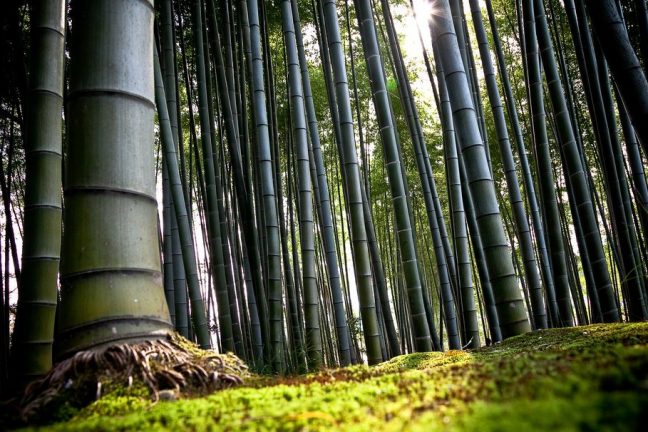 Le Malawi utilise le bambou pour lutter contre le changement climatique