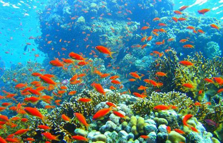 Unesco : la Grande Barrière de Corail devrait être classée en danger