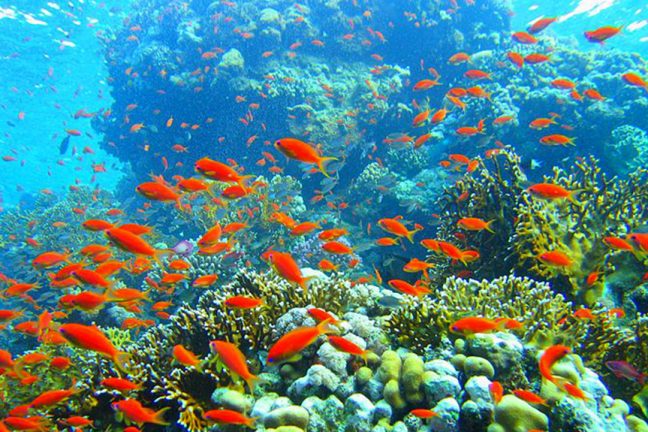 Unesco : la Grande Barrière de Corail devrait être classée en danger