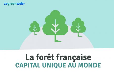 [Infographie] La forêt française, un capital unique au monde