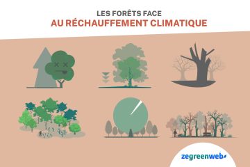 [Infographie] Les forêts face au réchauffement climatique