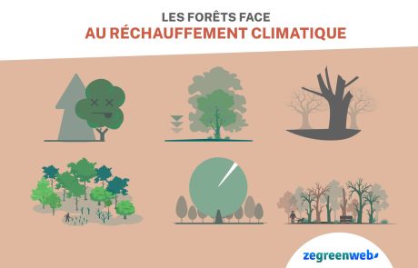 [Infographie] Les forêts face au réchauffement climatique