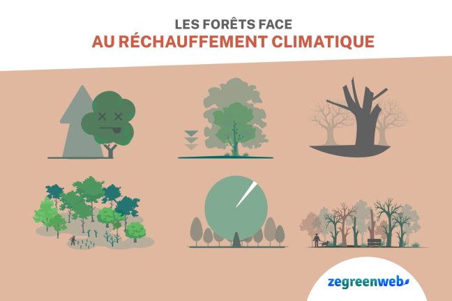 [Infographie] Les forêts face au réchauffement climatique