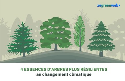 [Infographie] Ces essences d’arbres plus résilientes au changement climatique