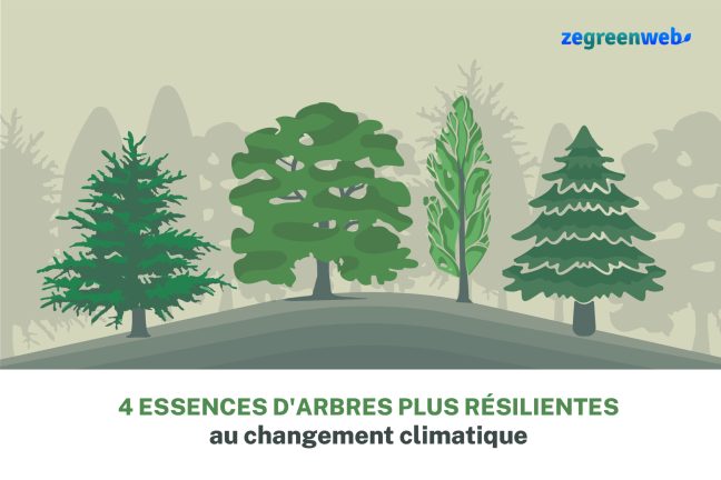 [Infographie] Ces essences d’arbres plus résilientes au changement climatique