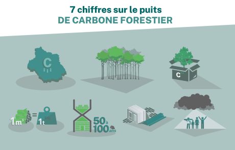 [Infographie] 7 chiffres sur le puits de carbone forestier