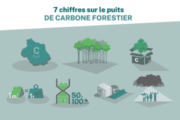 [Infographie] 7 chiffres sur le puits de carbone forestier