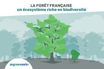 [Infographie] La forêt française : un écosystème riche en biodiversité