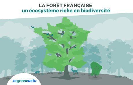 [Infographie] La forêt française : un écosystème riche en biodiversité