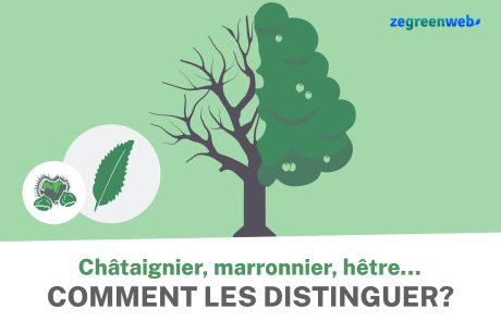 [Infographie] Châtaignier, marronnier, hêtre… Comment les distinguer ?