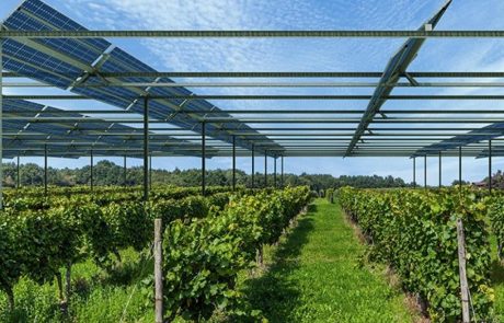 L’agrivoltaïsme s’impose comme un compromis entre production solaire et activité agricole