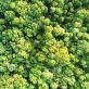 Journée internationale des forêts : le plein d’activités près de chez vous