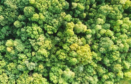 Journée internationale des forêts : le plein d’activités près de chez vous