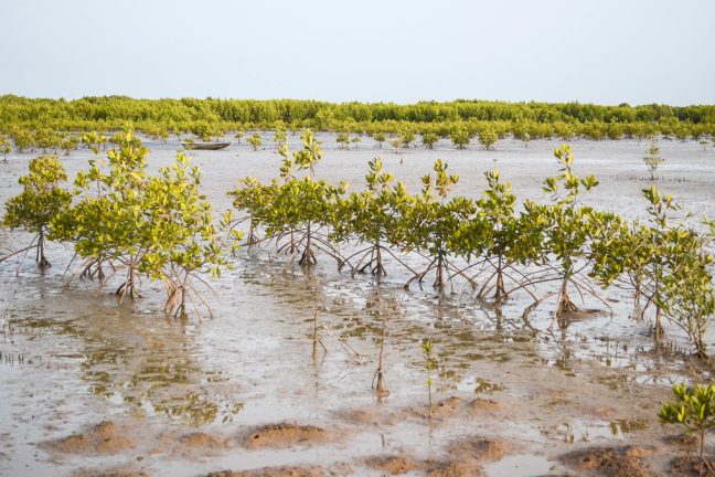 Le Sénégal plante des millions de mangroves pour lutter contre la déforestation
