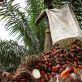 La France face à la déforestation importée : enjeux et solutions