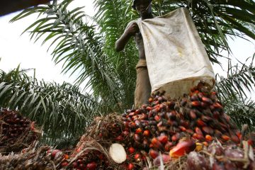 La France face à la déforestation importée : enjeux et solutions