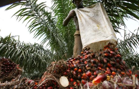 La France face à la déforestation importée : enjeux et solutions