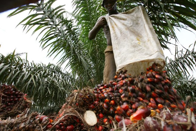 La France face à la déforestation importée : enjeux et solutions