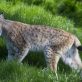 Le retour des lynx en France : un succès pour la conservation des espèces menacées