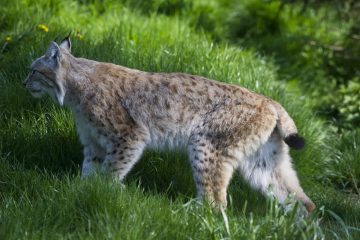 Le retour des lynx en France : un succès pour la conservation des espèces menacées