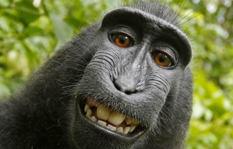 Le macaque au selfie menacé par la chasse et la déforestation