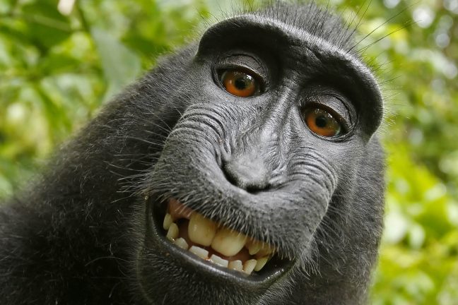 Le macaque au selfie menacé par la chasse et la déforestation