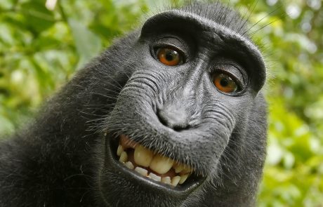 Le macaque au selfie menacé par la chasse et la déforestation