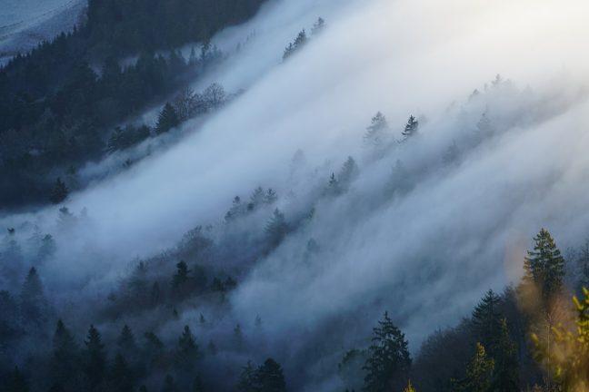 Forêts du Jura en crise : de l’importance de “diversifier les essences et les modes de gestion.”