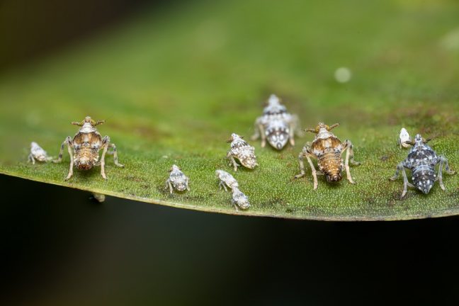 Des scientifiques sud-africains utilisent des insectes dans la guerre contre la jacinthe d’eau