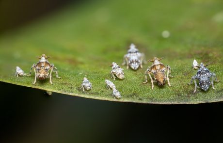 Des scientifiques sud-africains utilisent des insectes dans la guerre contre la jacinthe d’eau