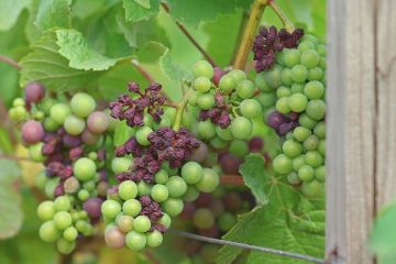 “C’est terrible” : après les gelées, le vignoble champenois touché par le mildiou