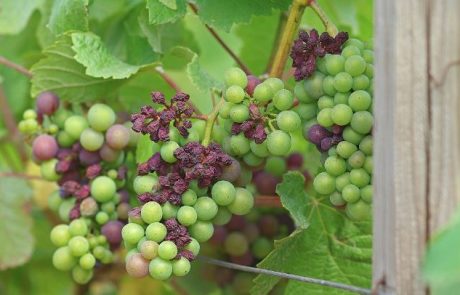 « C’est terrible » : après les gelées, le vignoble champenois touché par le mildiou