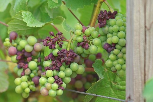 “C’est terrible” : après les gelées, le vignoble champenois touché par le mildiou