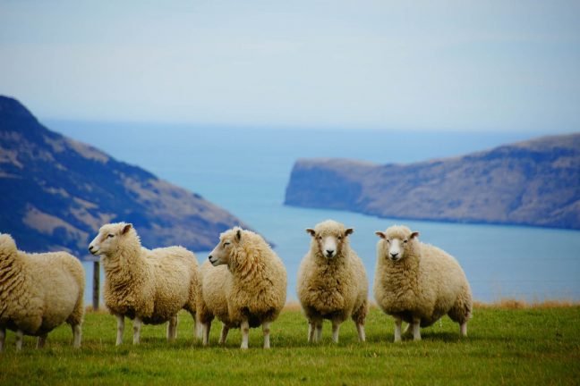 La Nouvelle-Zélande se fixe l’objectif d’atteindre la neutralité carbone d’ici 2050