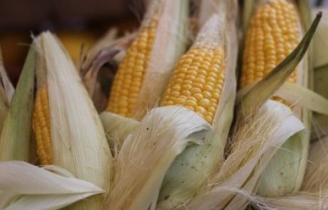 Au Mexique, l’interdiction du maïs OGM divise