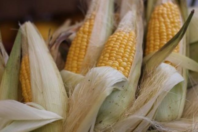 Au Mexique, l’interdiction du maïs OGM divise