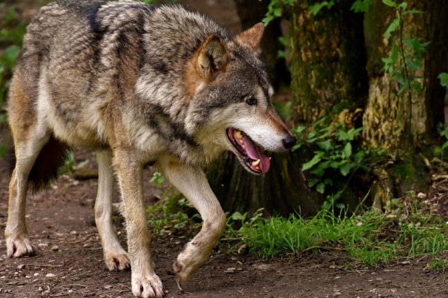 L’ONCFS lance un site internet entièrement dédié au loup