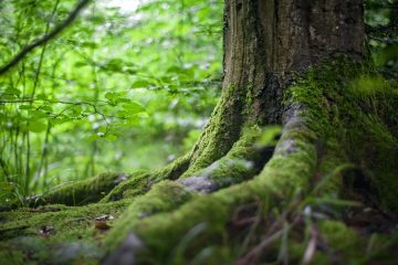 Amandine Dupont (ONF) « Il n’y a pas de climatosceptiques dans le milieu forestier »