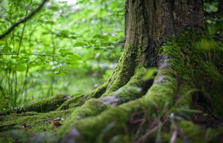 Amandine Dupont (ONF) « Il n’y a pas de climatosceptiques dans le milieu forestier »