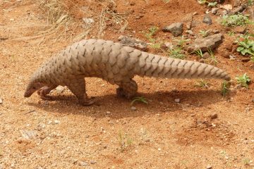 Le pangolin est le mammifère le plus braconné du monde