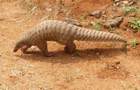 Le pangolin est le mammifère le plus braconné du monde