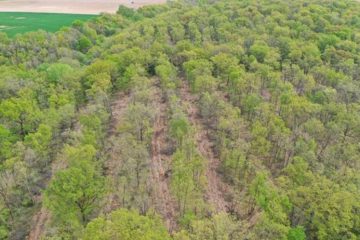 Les forêts françaises réinventent leurs essences face au climat qui bascule