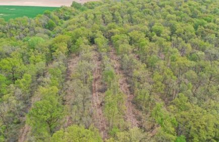 Les forêts françaises réinventent leurs essences face au climat qui bascule