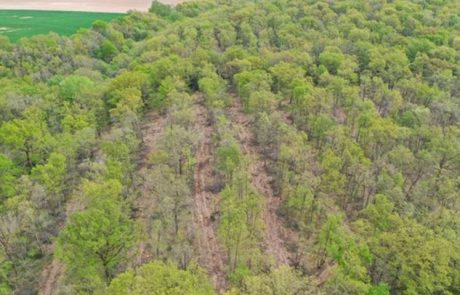 Les forêts françaises réinventent leurs essences face au climat qui bascule