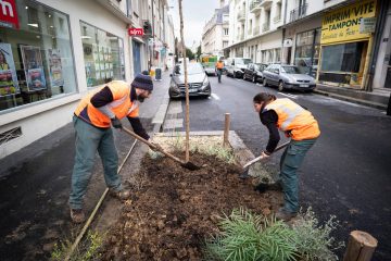 Les plans canopée suffisent-ils à verdir nos villes ?