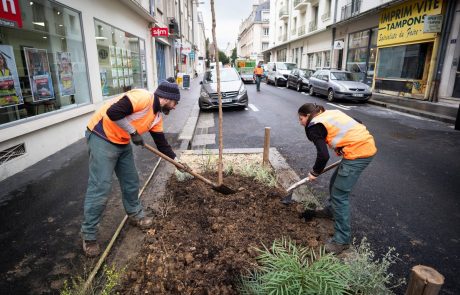 Les plans canopée suffisent-ils à verdir nos villes ?