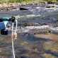 L’ADN environnemental révolutionne le suivi de la biodiversité
