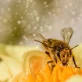 La protection des abeilles face à la crise de la pollinisation