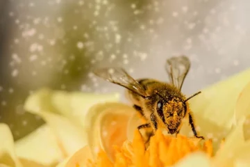 La protection des abeilles face à la crise de la pollinisation