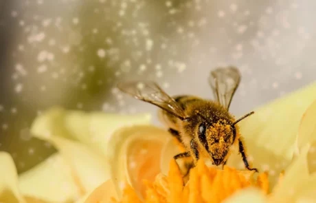 La protection des abeilles face à la crise de la pollinisation